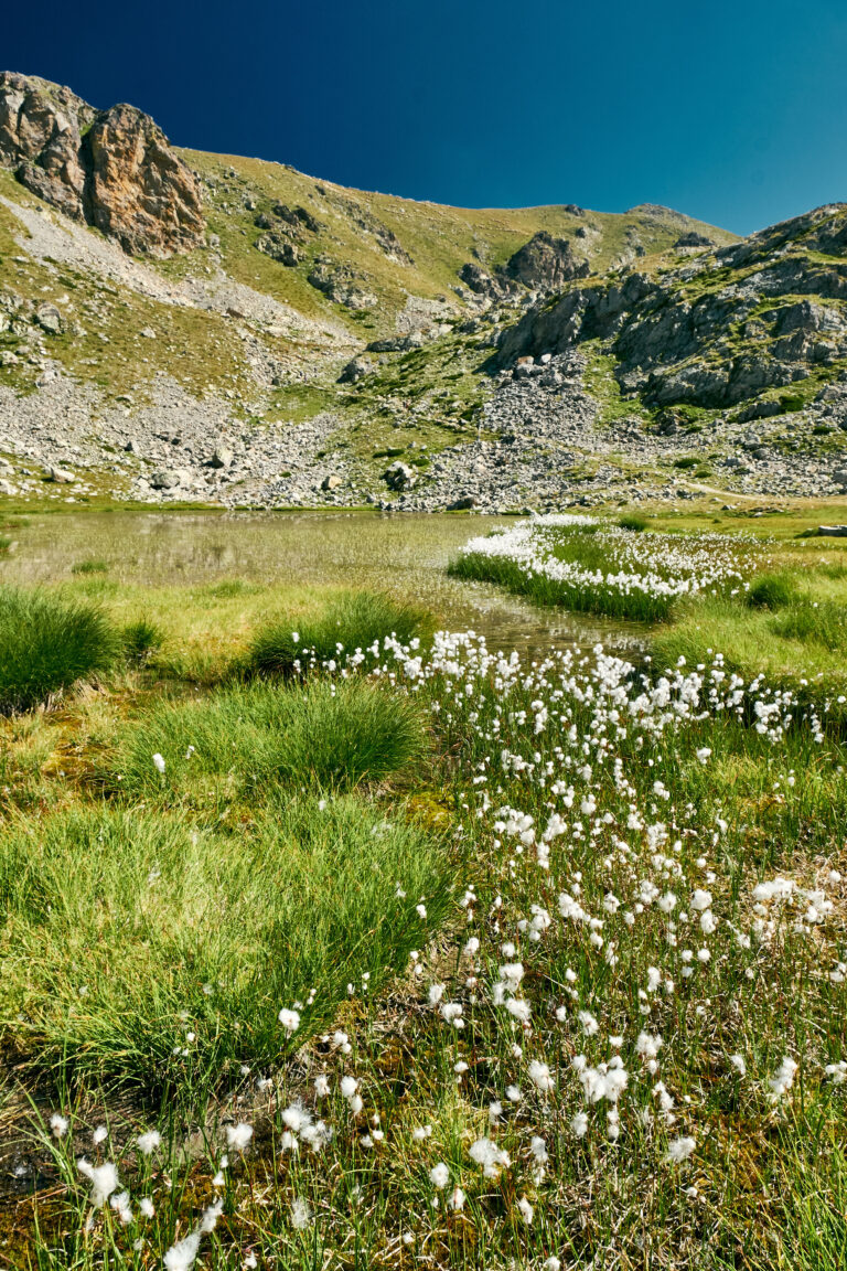 Majestic shot of a small mountain lake surrounded by cotton grass in french riviera backcountry